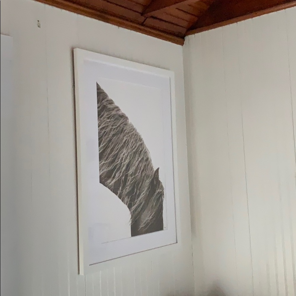 Beautiful black and white photograph of horse